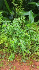 Solanum subinerme