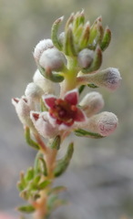 Phylica purpurea pearsonii