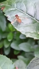 Toxomerus occidentalis