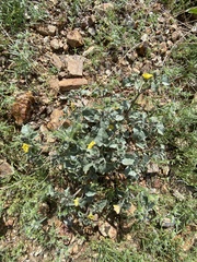 Physalis crassifolia