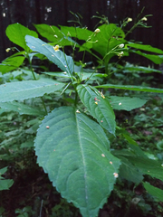 Impatiens parviflora