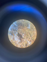 Phalacrocorax carbo sinensis