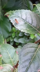 Toxomerus occidentalis