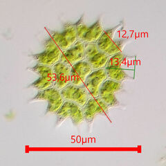 Pseudopediastrum boryanum