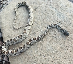 Trimorphodon lyrophanes