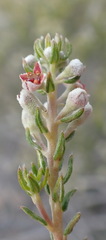 Phylica purpurea pearsonii