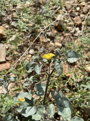 Physalis crassifolia