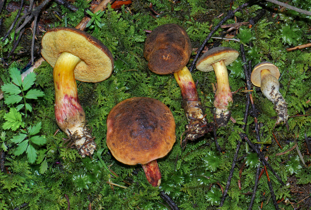 Xerocomellus perezmorenoi