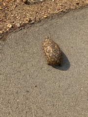 Stigmochelys pardalis