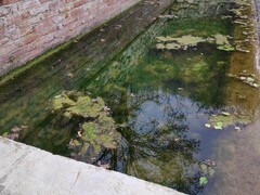 Pseudopediastrum boryanum