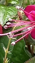 Toxomerus occidentalis