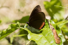 Biblis hyperia