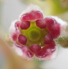 Phylica purpurea pearsonii