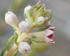 Phylica purpurea pearsonii