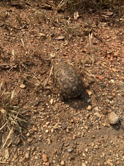 Stigmochelys pardalis