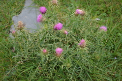 Carduus defloratus carlinifolius