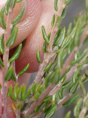 Phylica purpurea pearsonii