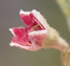 Phylica purpurea pearsonii
