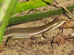 Trachylepis depressa