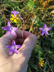 Campanula patula