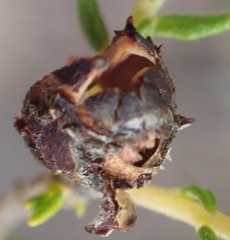 Phylica purpurea pearsonii