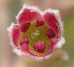 Phylica purpurea pearsonii