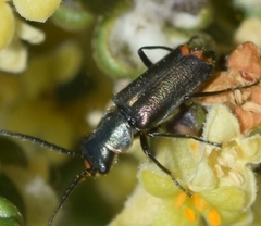 Clanoptilus abdominalis