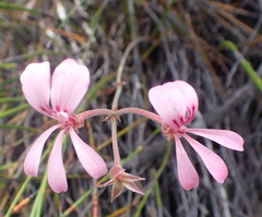 Pelargonium carneum