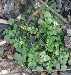 Cardamine hirsuta