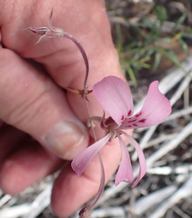 Pelargonium carneum
