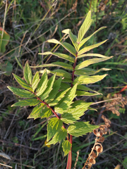 Valeriana officinalis