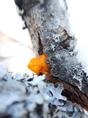 Tremella mesenterica