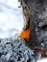 Tremella mesenterica
