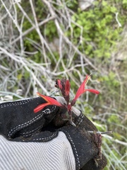 Justicia californica
