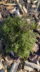 Thamnobryum alopecurum