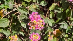 Palpada mexicana