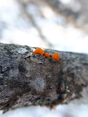 Tremella mesenterica