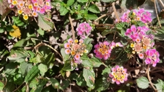 Palpada mexicana