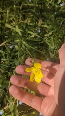 Ranunculus