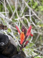 Justicia californica