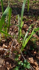 Iris foetidissima