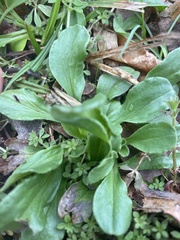 Valerianella locusta