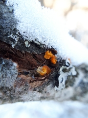 Tremella mesenterica