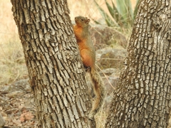 Sciurus nayaritensis