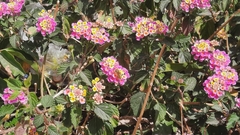 Palpada mexicana