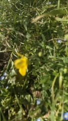 Ranunculus