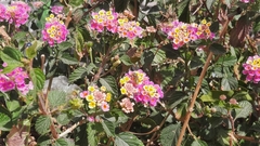 Palpada mexicana