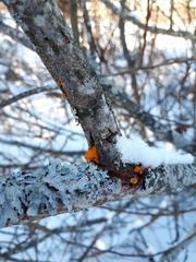 Tremella mesenterica