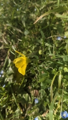 Ranunculus