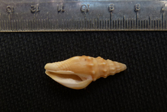 Strombina recurva